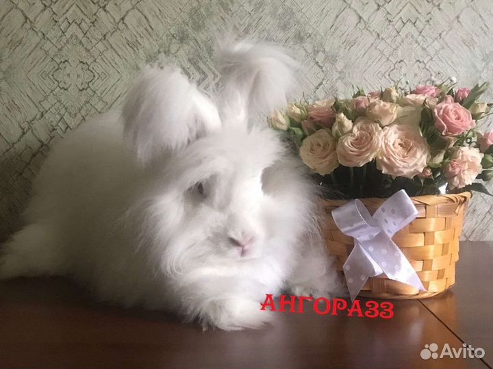 Пуховые кролики. Немецкая ангора