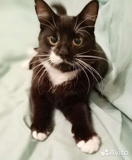 Очаровательный котик Мишка