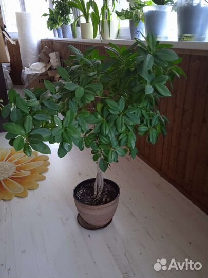 Комнатный цветок