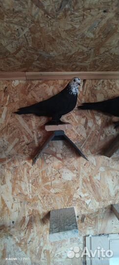 Бойные голуби