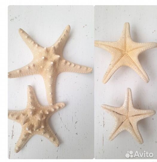 Морские ракушки раковины и морские звезды