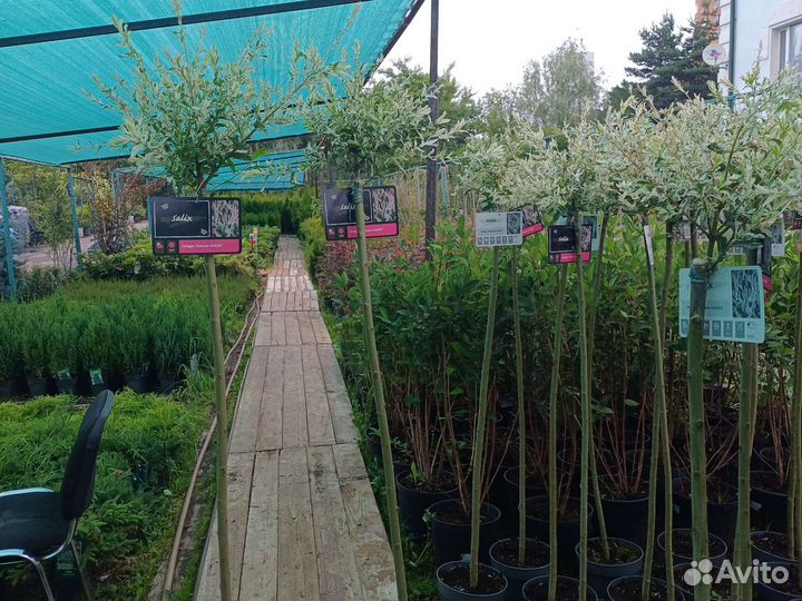 Ива хакуро нишики на штамбе