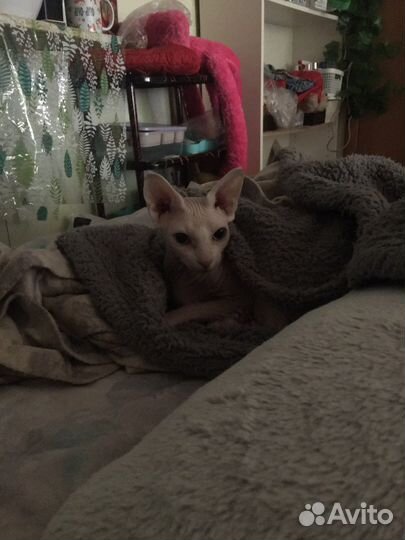 Канадский сфинкс девочка