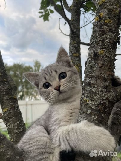 Кошечки в добрые руки бесплатно