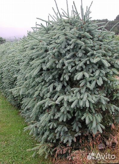 Лапник еловый