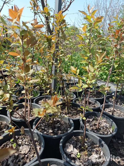 Черемуха виргинская красноплодная