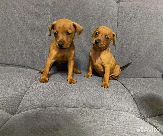 Щенки цвергпинчера