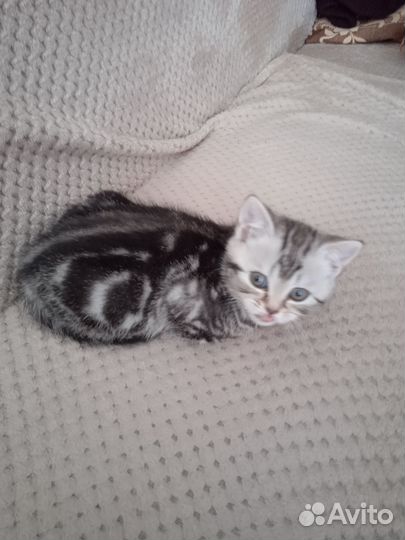 Шотландская