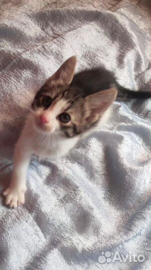 Озорной котенок егоза в добрые руки