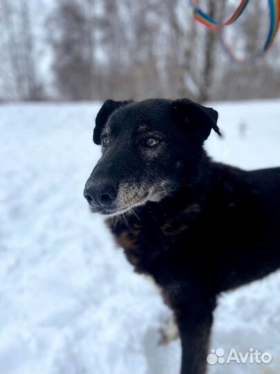 Спасите Беззубика из приюта