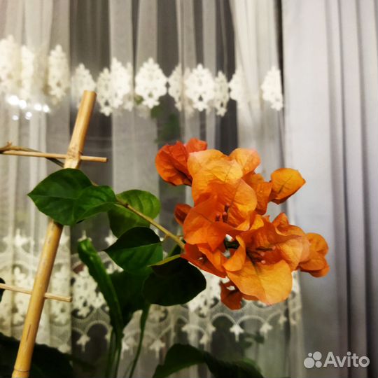 Бугенвиллия