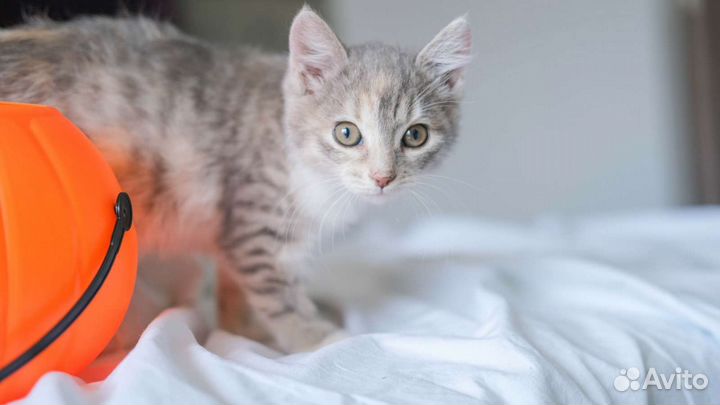 Кошка Маргоша
