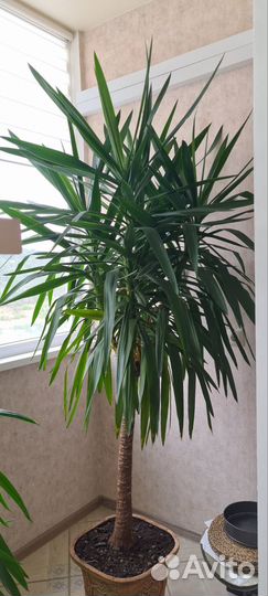 Продам пальму. Юкка Слоновая