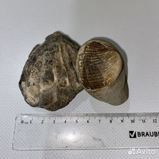 Окаменелости трилобит и двустворчатый малюск