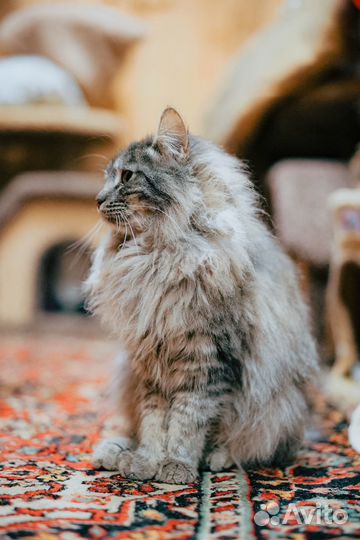 Кот Тюбик 3 года в добрые руки