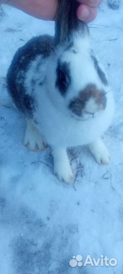 Кролики мясных пород