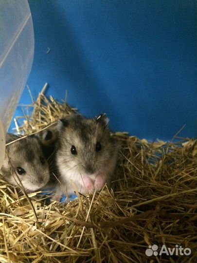 Джунгарские хомяки