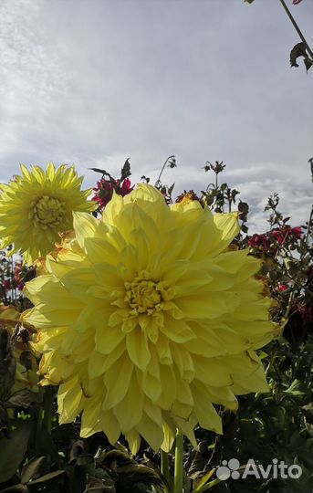 Георгины клубни