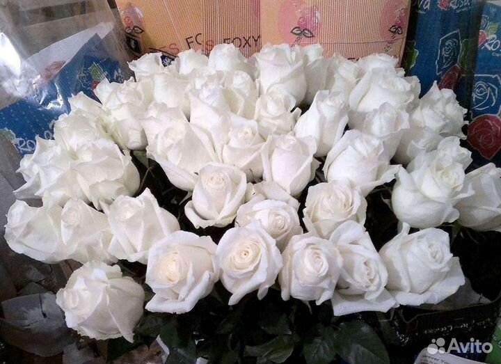 Розы Высокие 150см 160см 170см 180см 190см 2м