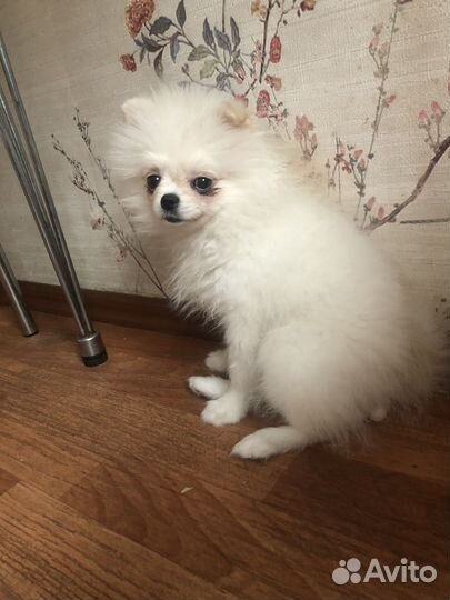 Померанский шпиц