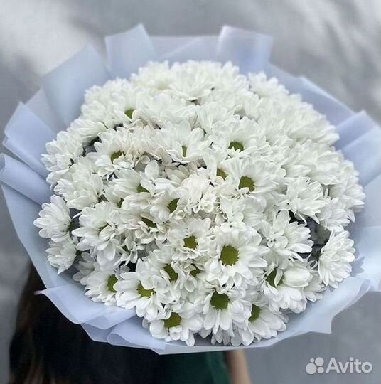 Хризантема