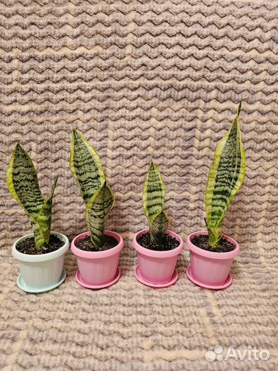 Сансевиерия сортовая