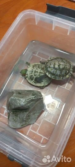 Красноухая черепаха