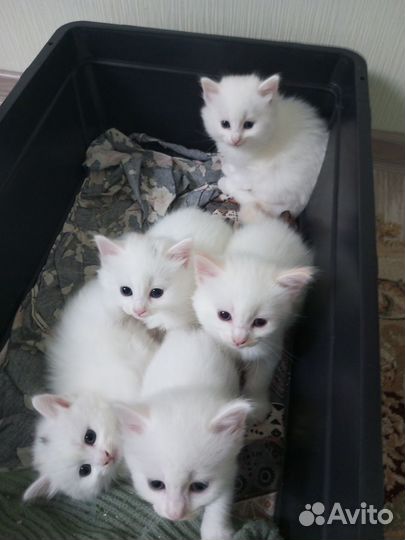 Милашки котята