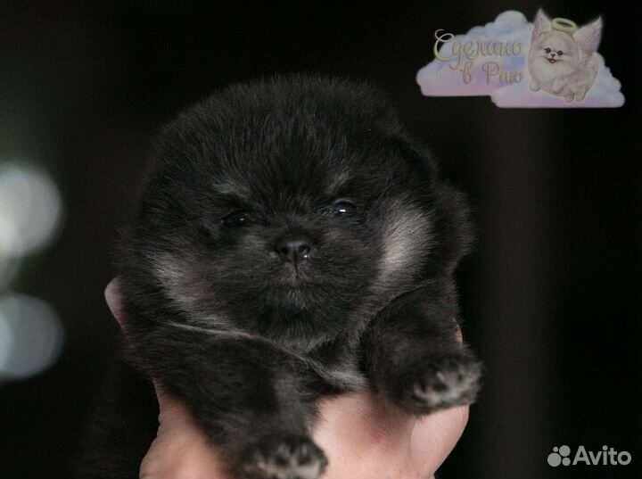 Померанский шпиц медвежьего типа