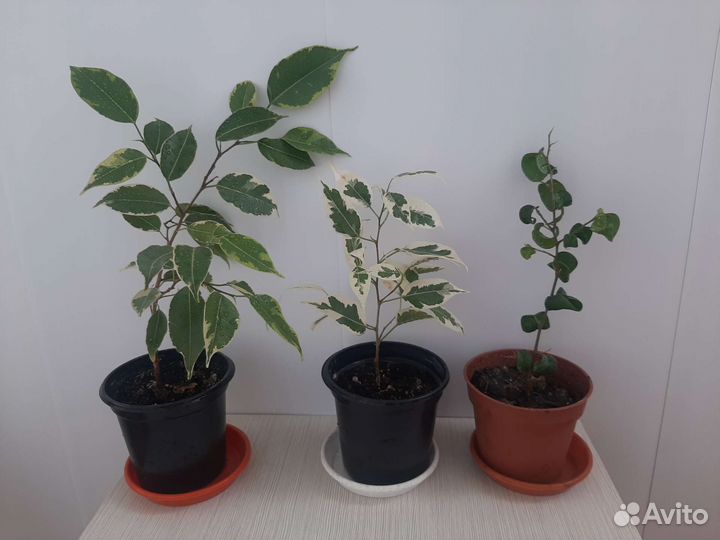 Фикусы бенджамина и барок