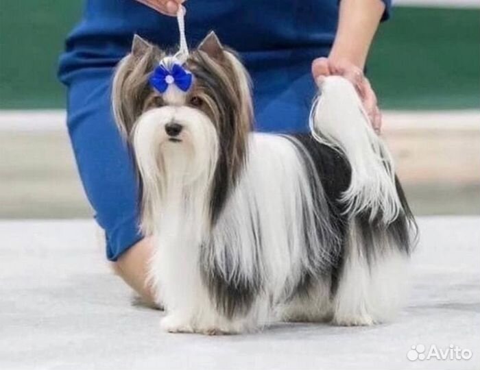 Вязка