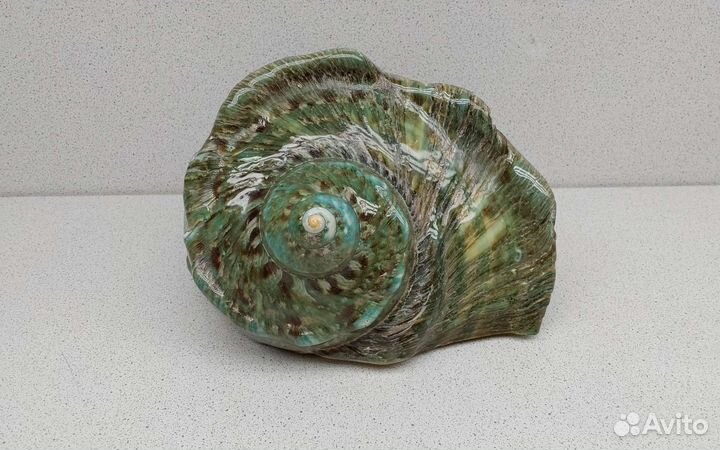 Турбо Марморатус 16,5*15,8 морская ракушка
