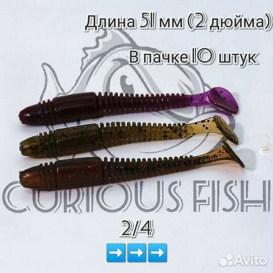 Curious Fish Tioga 2 дюйма