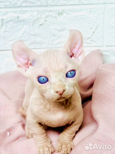 Продам котенка