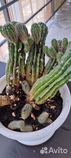 Кактусы и суккуленты