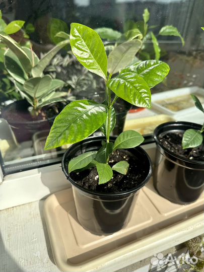 Гардения жасминовидная