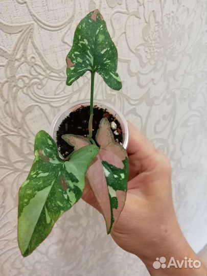 Сингониум Red spot tricolor