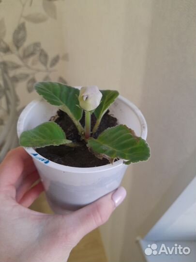 Глоксиния цветущая