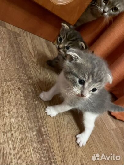 Отдам бесплатно в добрые руки