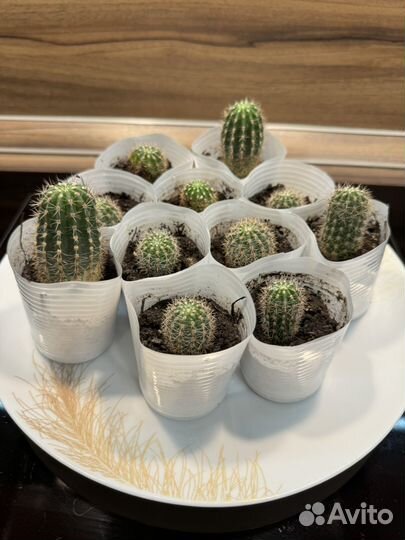 Кактусы и суккуленты