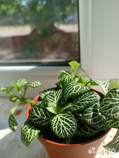 Комнатные растения