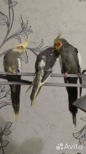 Попугай корелла