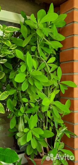 Синадениум Гранта