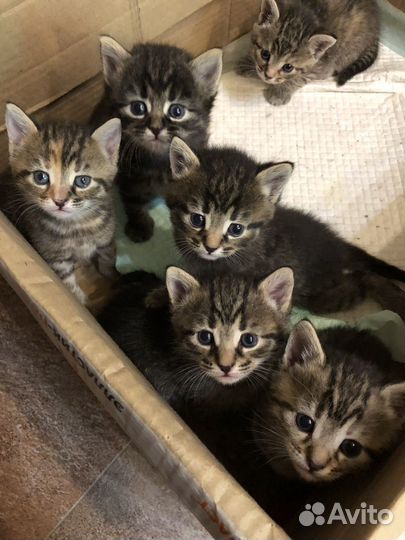 Котята в добрые руки