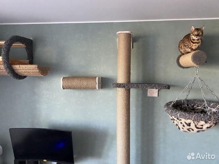 Когтеточки и Комплексы