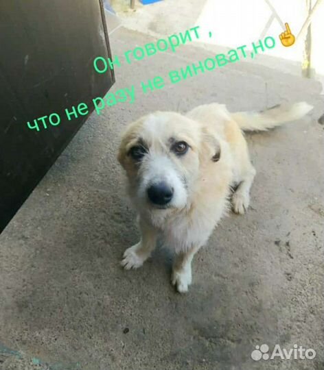 Собаки щенки бесплатно