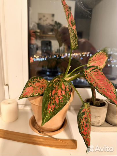 Аглаонема споттед стар