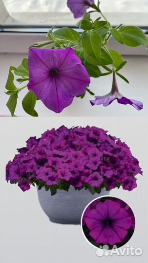 Петунья ампельная