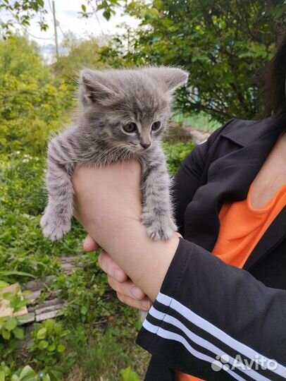 Котенок в добрые руки