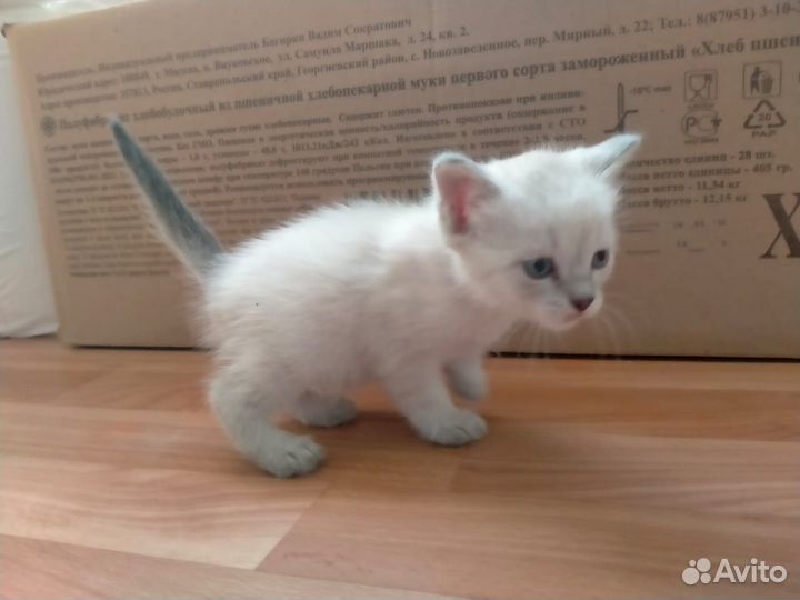 Котята в добрые руки бесплатно